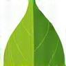 Eco-friendly leaf detail